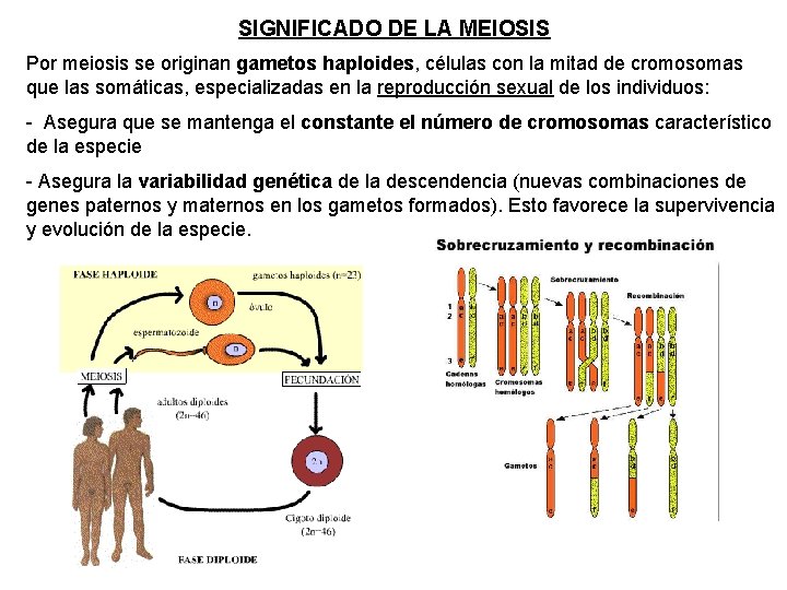 SIGNIFICADO DE LA MEIOSIS Por meiosis se originan gametos haploides, células con la mitad