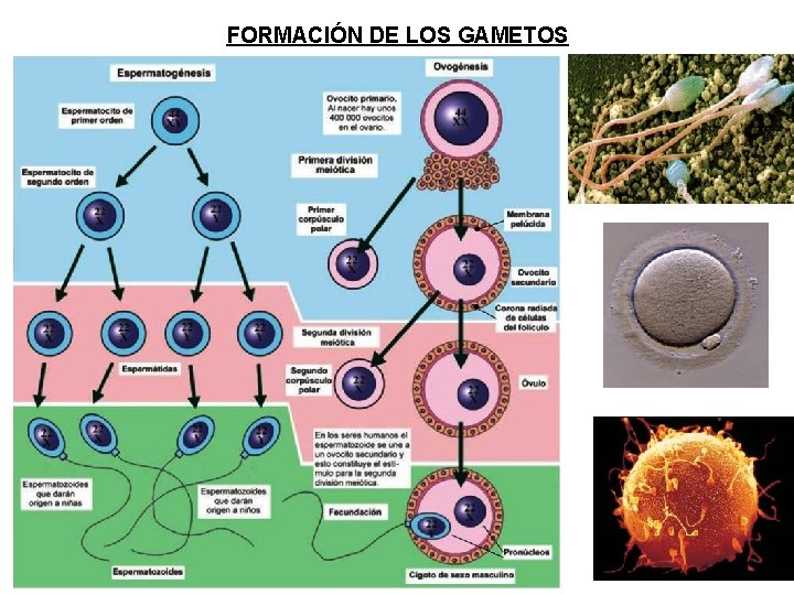 FORMACIÓN DE LOS GAMETOS 