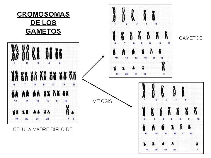 CROMOSOMAS DE LOS GAMETOS MEIOSIS CÉLULA MADRE DIPLOIDE 