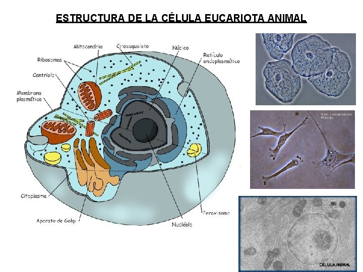 ESTRUCTURA DE LA CÉLULA EUCARIOTA ANIMAL 