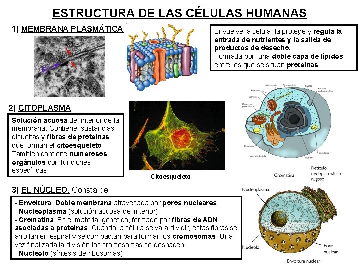 ESTRUCTURA DE LAS CÉLULAS HUMANAS 1) MEMBRANA PLASMÁTICA Envuelve la célula, la protege y