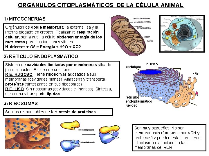 ORGÁNULOS CITOPLASMÁTICOS DE LA CÉLULA ANIMAL 1) MITOCONDRIAS Orgánulos de doble membrana: la externa