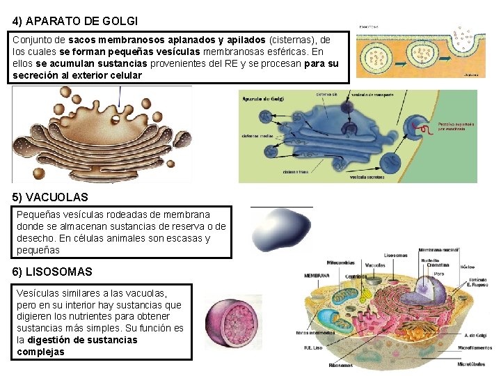 4) APARATO DE GOLGI Conjunto de sacos membranosos aplanados y apilados (cisternas), de los