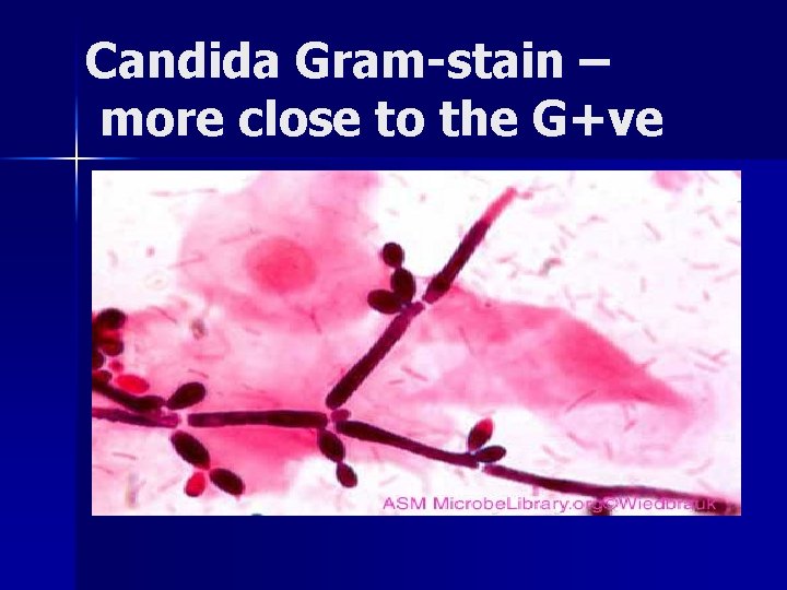 Candida Gram-stain – more close to the G+ve 