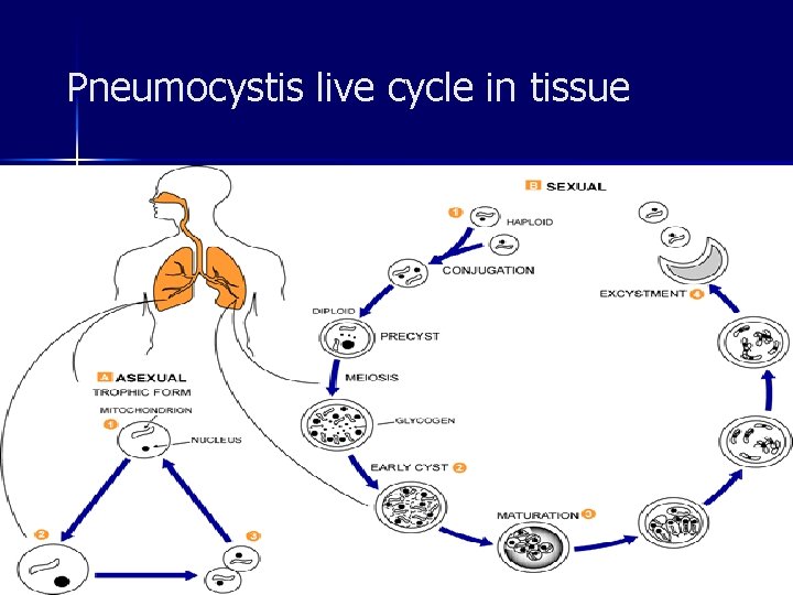  Pneumocystis live cycle in tissue 