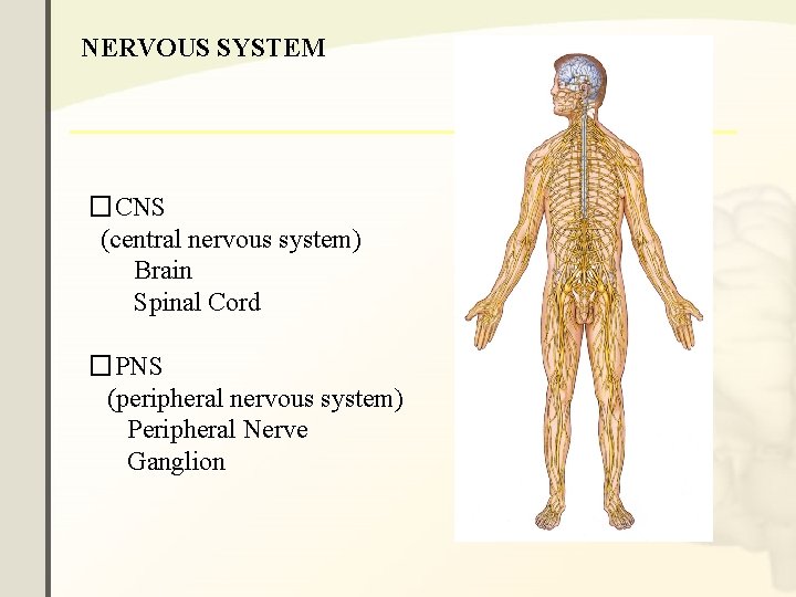 NERVOUS SYSTEM �CNS (central nervous system) Brain Spinal Cord �PNS (peripheral nervous system) Peripheral NERVOUS SYSTEM �CNS (central nervous system) Brain Spinal Cord �PNS (peripheral nervous system) Peripheral
