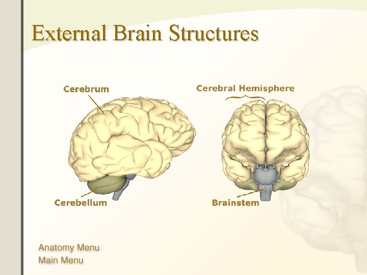 External Brain Structures 