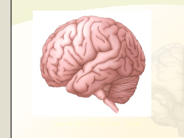 Central Nervous System - Brain Central Nervous System - Brain