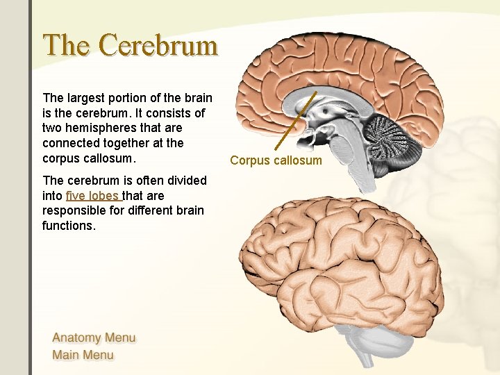 The Cerebrum The largest portion of the brain is the cerebrum. It consists of The Cerebrum The largest portion of the brain is the cerebrum. It consists of