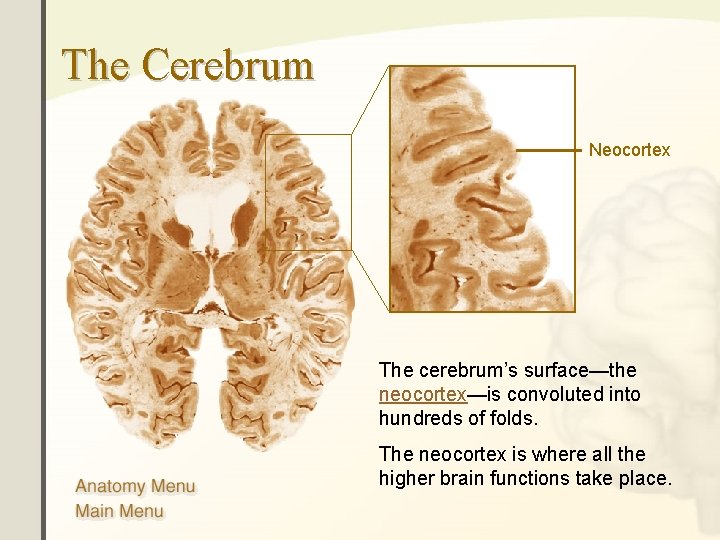 The Cerebrum Neocortex The cerebrum’s surface—the neocortex—is convoluted into hundreds of folds. The neocortex The Cerebrum Neocortex The cerebrum’s surface—the neocortex—is convoluted into hundreds of folds. The neocortex