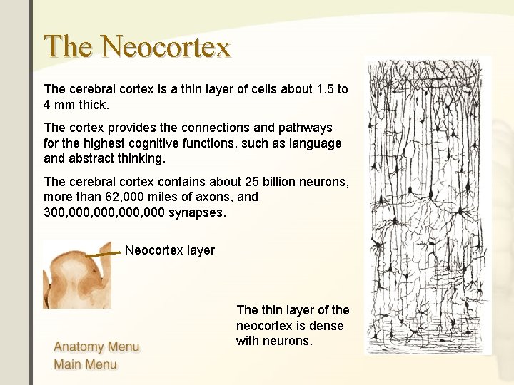 The Neocortex The cerebral cortex is a thin layer of cells about 1. 5