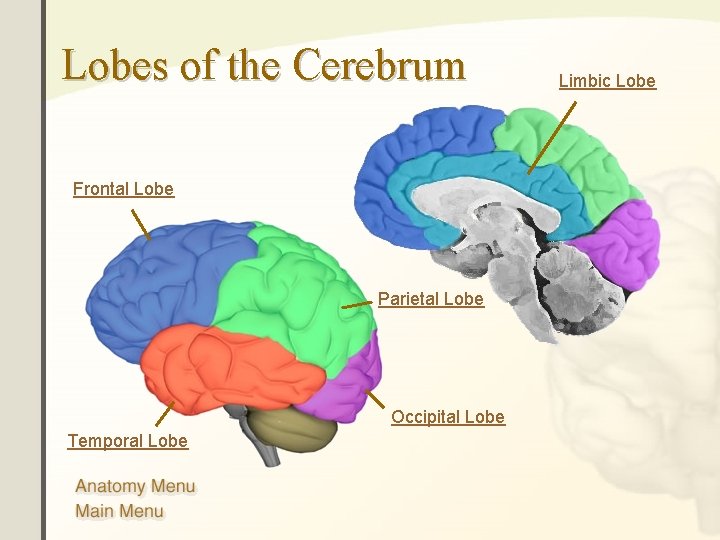 Lobes of the Cerebrum Frontal Lobe Parietal Lobe Occipital Lobe Temporal Lobe Limbic Lobe