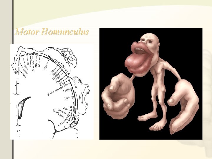 Motor Homunculus Motor Homunculus