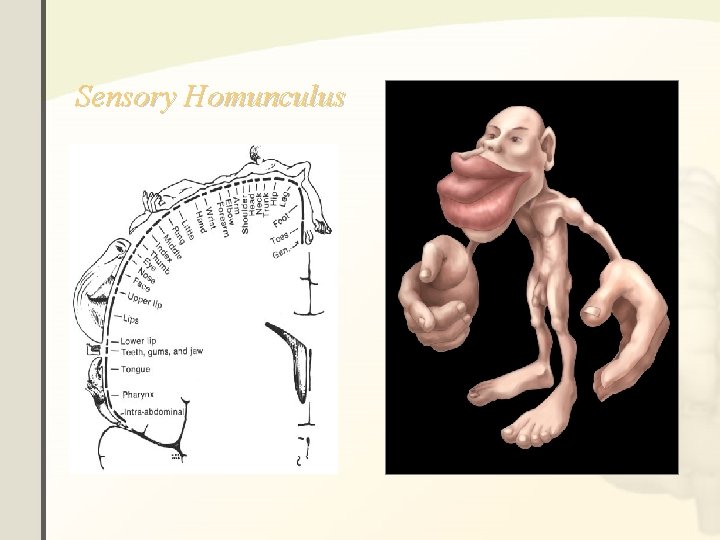 Sensory Homunculus Sensory Homunculus
