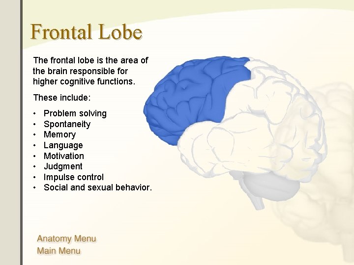 Frontal Lobe The frontal lobe is the area of the brain responsible for higher Frontal Lobe The frontal lobe is the area of the brain responsible for higher