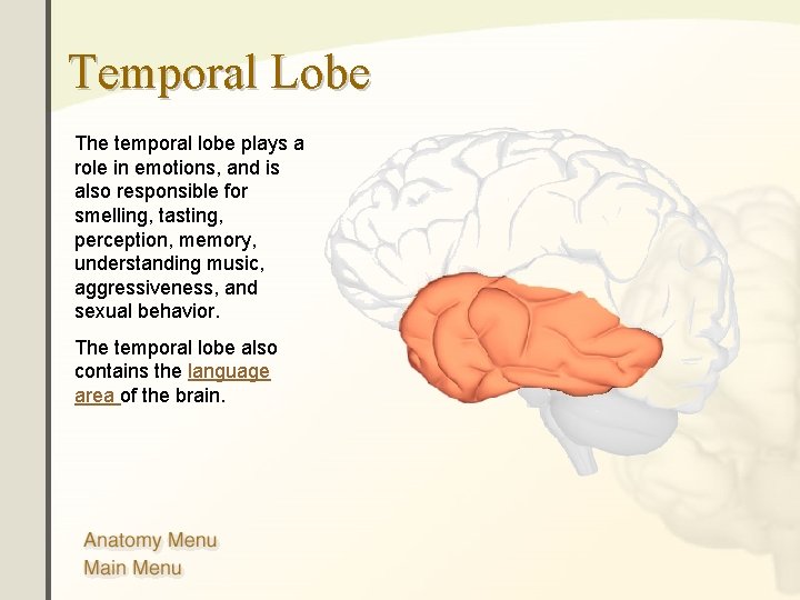 Temporal Lobe The temporal lobe plays a role in emotions, and is also responsible