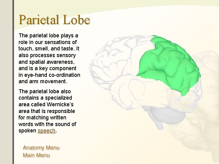 Parietal Lobe The parietal lobe plays a role in our sensations of touch, smell, Parietal Lobe The parietal lobe plays a role in our sensations of touch, smell,