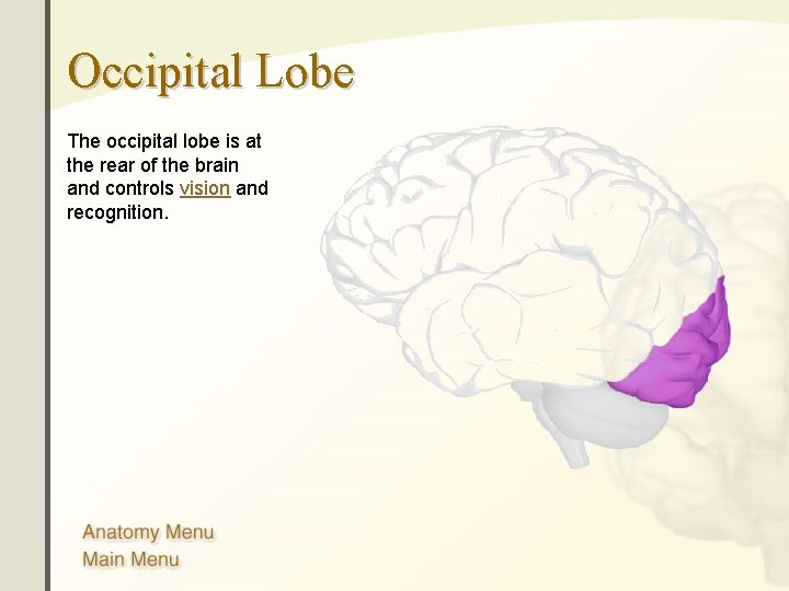 Occipital Lobe The occipital lobe is at the rear of the brain and controls