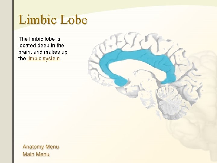 Limbic Lobe The limbic lobe is located deep in the brain, and makes up Limbic Lobe The limbic lobe is located deep in the brain, and makes up
