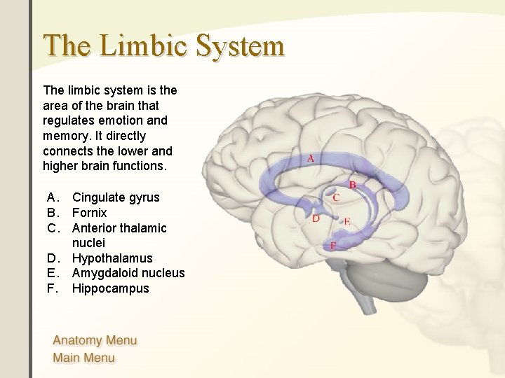 The Limbic System The limbic system is the area of the brain that regulates The Limbic System The limbic system is the area of the brain that regulates