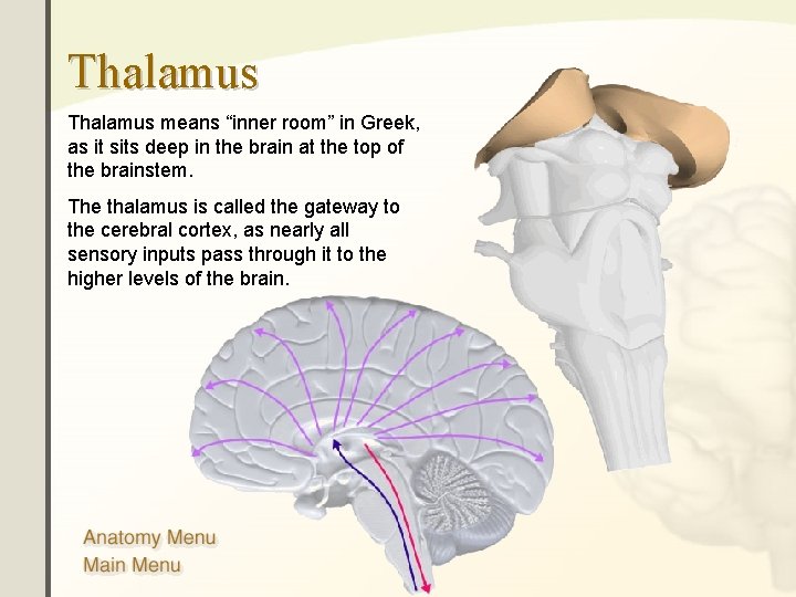 Thalamus means “inner room” in Greek, as it sits deep in the brain at Thalamus means “inner room” in Greek, as it sits deep in the brain at
