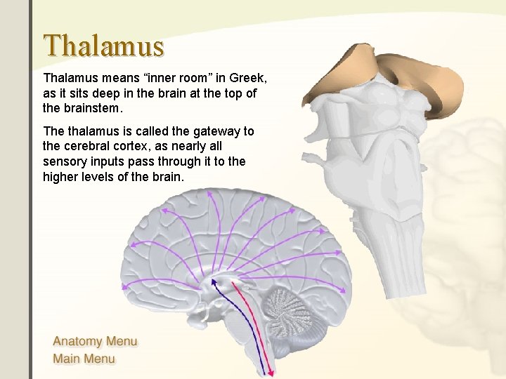 Thalamus means “inner room” in Greek, as it sits deep in the brain at