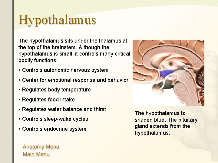 Hypothalamus The hypothalamus sits under the thalamus at the top of the brainstem. Although