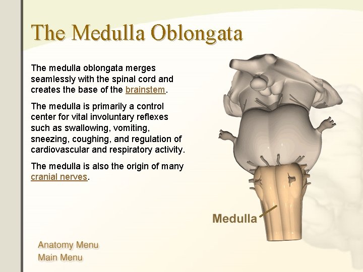 The Medulla Oblongata The medulla oblongata merges seamlessly with the spinal cord and creates