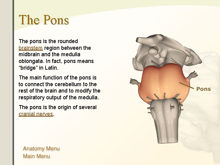 The Pons The pons is the rounded brainstem region between the midbrain and the