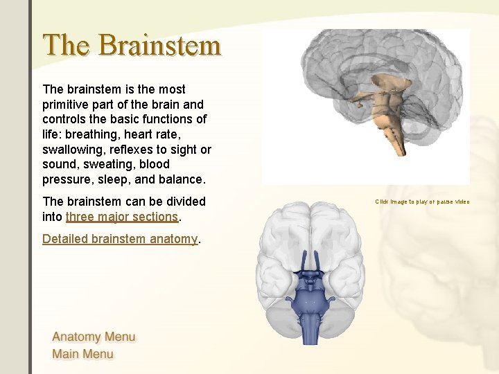The Brainstem The brainstem is the most primitive part of the brain and controls The Brainstem The brainstem is the most primitive part of the brain and controls