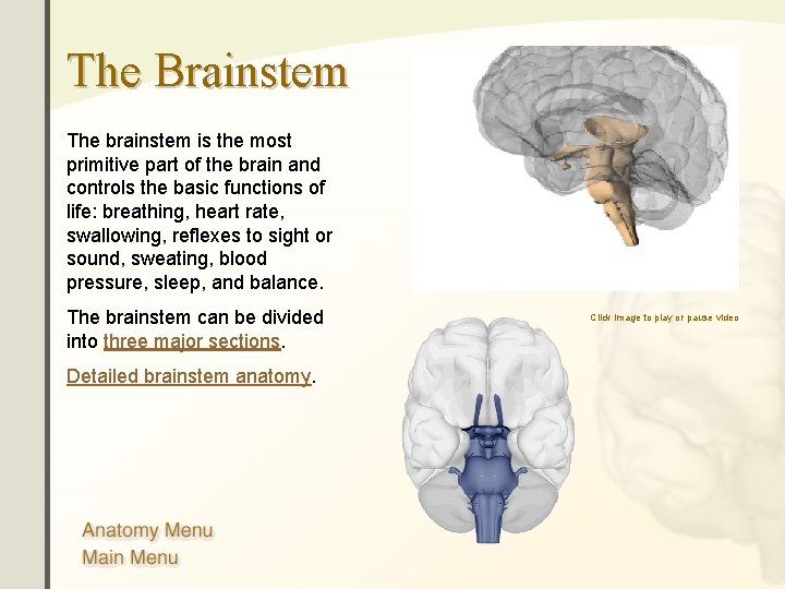 The Brainstem The brainstem is the most primitive part of the brain and controls