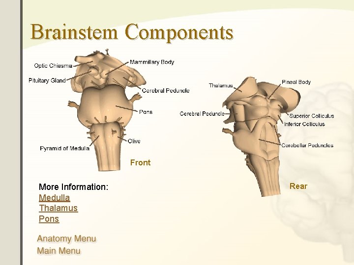 Brainstem Components Front More Information: Medulla Thalamus Pons Rear 