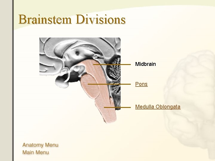 Brainstem Divisions Midbrain Pons Medulla Oblongata Brainstem Divisions Midbrain Pons Medulla Oblongata