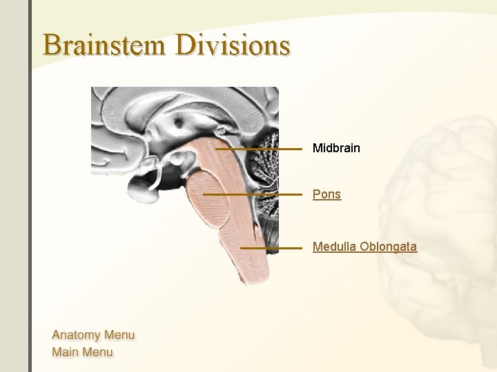 Brainstem Divisions Midbrain Pons Medulla Oblongata 