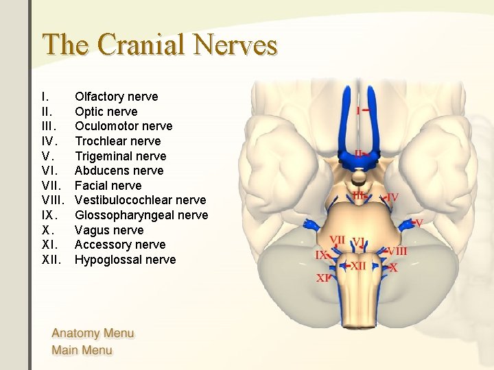The Cranial Nerves I. III. IV. V. VIII. IX. X. XII. Olfactory nerve Optic