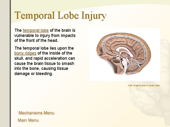 Temporal Lobe Injury The temporal lobe of the brain is vulnerable to injury from