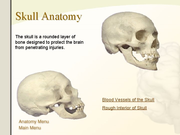 Skull Anatomy The skull is a rounded layer of bone designed to protect the