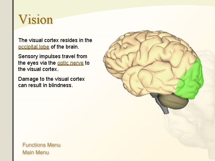 Vision The visual cortex resides in the occipital lobe of the brain. Sensory impulses