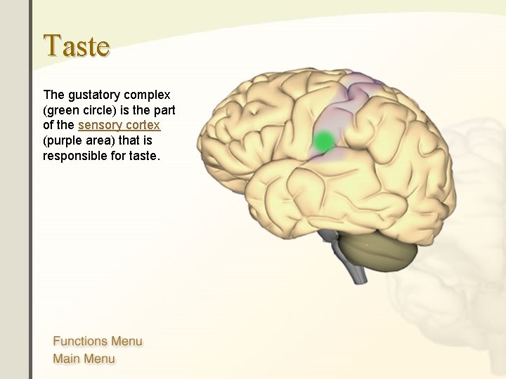 Taste The gustatory complex (green circle) is the part of the sensory cortex (purple