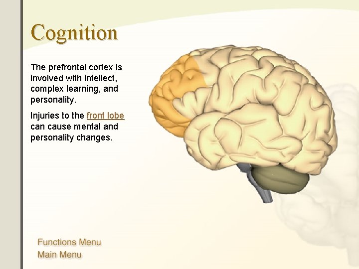 Cognition The prefrontal cortex is involved with intellect, complex learning, and personality. Injuries to Cognition The prefrontal cortex is involved with intellect, complex learning, and personality. Injuries to