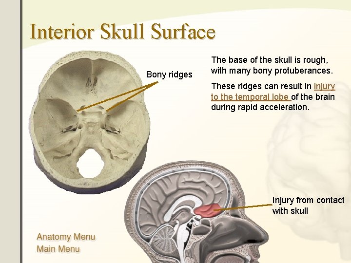 Interior Skull Surface Bony ridges The base of the skull is rough, with many