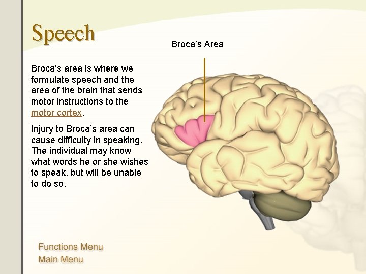 Speech Broca’s area is where we formulate speech and the area of the brain Speech Broca’s area is where we formulate speech and the area of the brain