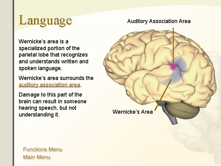 Language Auditory Association Area Wernicke’s area is a specialized portion of the parietal lobe