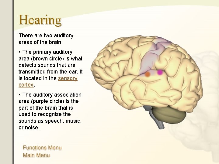 Hearing There are two auditory areas of the brain: • The primary auditory area