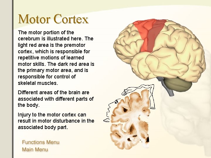 Motor Cortex The motor portion of the cerebrum is illustrated here. The light red