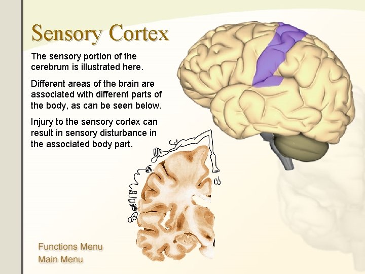 Sensory Cortex The sensory portion of the cerebrum is illustrated here. Different areas of Sensory Cortex The sensory portion of the cerebrum is illustrated here. Different areas of