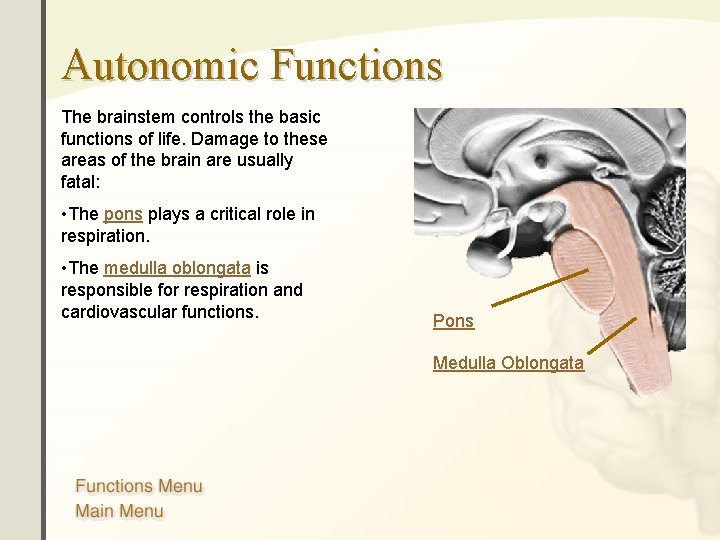 Autonomic Functions The brainstem controls the basic functions of life. Damage to these areas
