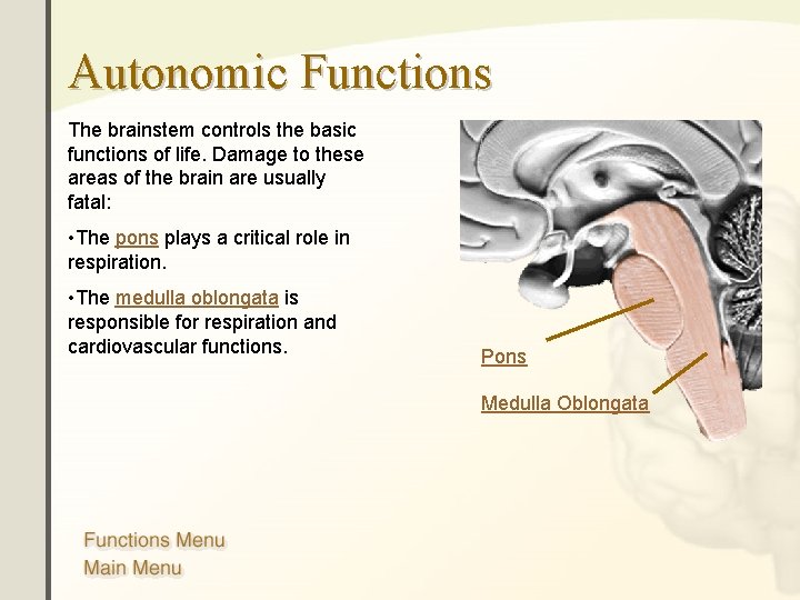 Autonomic Functions The brainstem controls the basic functions of life. Damage to these areas Autonomic Functions The brainstem controls the basic functions of life. Damage to these areas