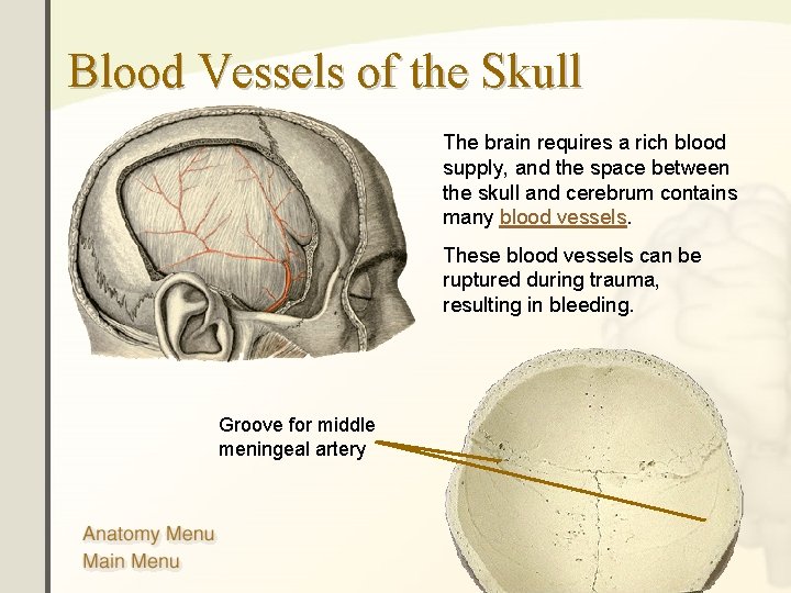 Blood Vessels of the Skull The brain requires a rich blood supply, and the Blood Vessels of the Skull The brain requires a rich blood supply, and the