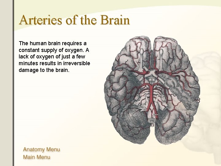 Arteries of the Brain The human brain requires a constant supply of oxygen. A